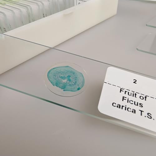 30 Pcs Microscope Slides Prepared Biology Specimen Lab Sample with Insects Plants Science Learning Home School - Image 4