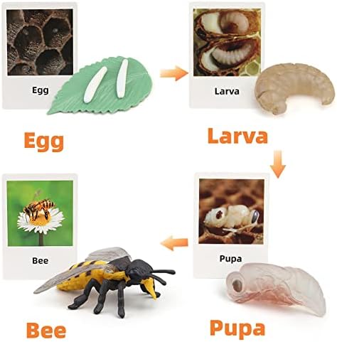 Montessori Bee Life Cycle with Flash Cards, Realistic Animal Figurines Toy, Animal Educational Matching Game for 3+ Year Old Kids (Bee) - Image 3