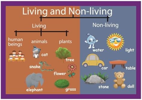Living and Non-living Mind Mapping| Educational Posters for Kids(17x24in) by SANTSUN