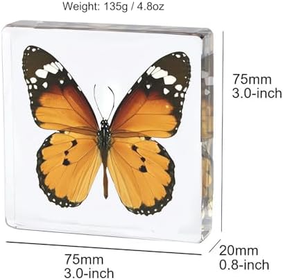 4pcs Real Taxidermy Butterfly Specimen in Crystal Resin Preserved - Image 2
