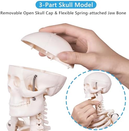 breesky Scientifc Human Skeleton Model for Anatomy, 33.4’’ Skeleton Model with Metal Stand, Removable Arms&Legs for Student to Study Human Skeleton Anatomy System, Halloween Decor, Manual Included - Image 3