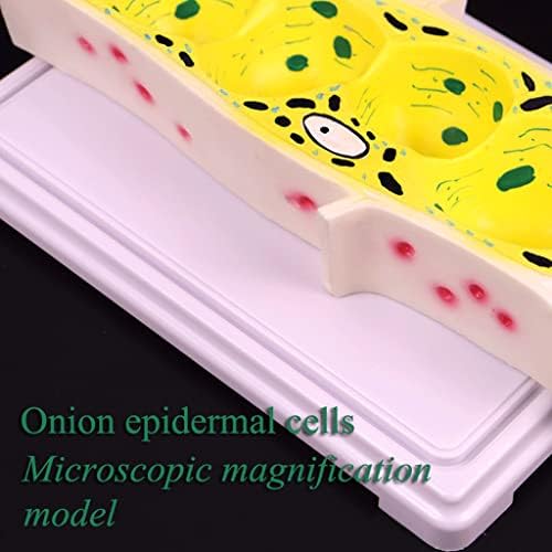 Model Teaching Model Onion Epidermal Cell Model Standard Microscope Magnification Model Plant Cell Model Biology Teaching Models for Teaching - Image 7