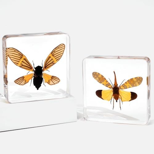 Taxidermy Dragonfly Cicada Beetle Specimens in Resin Preserved - Image 5