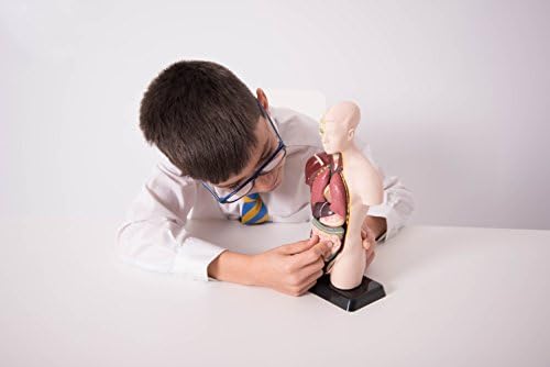 Edu Science 03093 Vinco Mini Torso, Multi-Color - Image 6