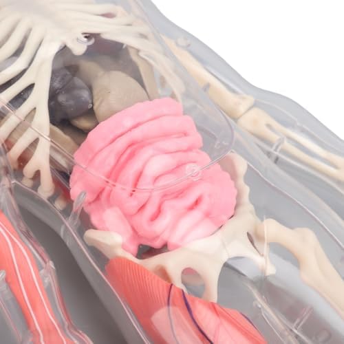 Human Body Model Interactive Learning Glow in the Dark Anatomy Figure Science Kit for Kids Students ABS 12.6 X 5.9 X 2.4in - Image 2