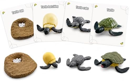 Montessori Life Cycle Animal Figures with Flash Cards, Lifelike Animal Growth Cycle Biological Model Set (Turtle) by HYSTYLE