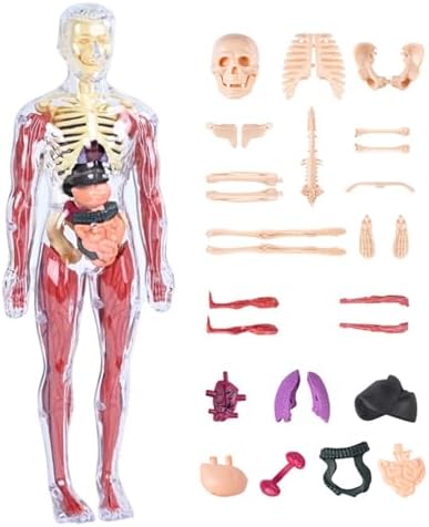 Human Anatomy Body Model,Skeletal Parts Children's Toy,for Kids Ages 4-8, for 4 5 6 7 8 Year Old Boy Birthday Gift,Human Model Skeleton Organ Assembly Toy by Unknown