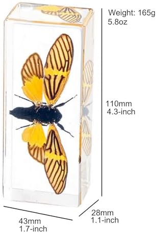 Extra Large 4-Pack Insect Specimens in Resin Crystals Preserved - Image 3
