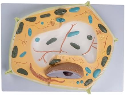 Organ Model, Plant Cell Anatomical Model, Biological Structure, Scientific Display Model, Anatomical Model, Cell Membrane Model by Unknown