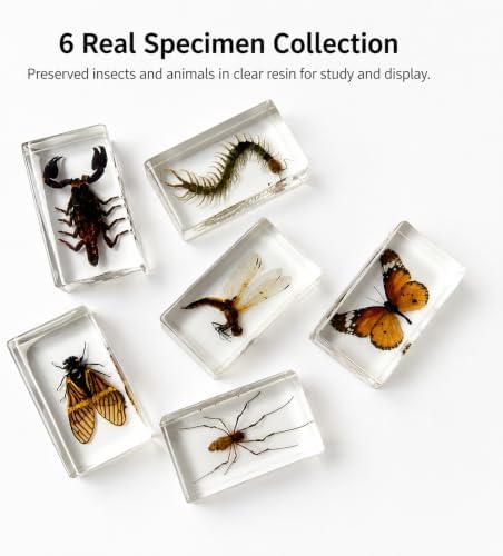 6pcs Real Insect Specimen,Taxidermy Cicada Scorpion & Specimen in Resin - Image 2