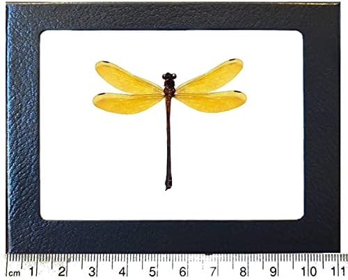 BicBugs Euphaea Lara Yellow Dragonfly damselfly Indonesia Framed by BicBugs