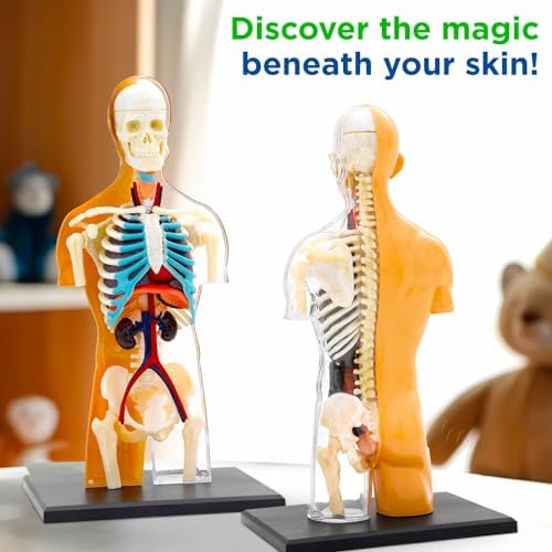 Thames & Kosmos 260830 Human Body Anatomy Model Toy, Multi - Image 6