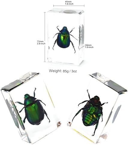 9 Real Beetle Spider Insect Specimens in Resin Crystal Preserved - Image 3