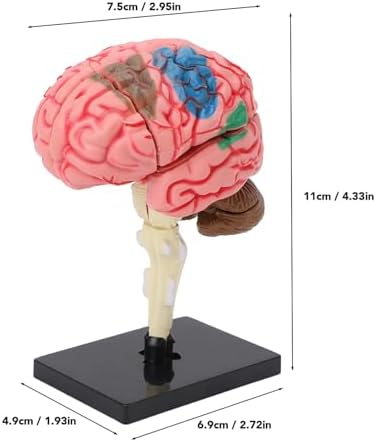 Human Brain Model, Size Plastic Disassembled Brain Anatomy Model with Colored Labels and Stable Base for Neuroscience Psychology Teaching - Image 7
