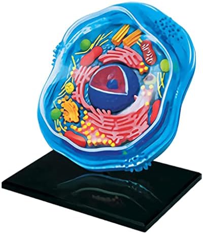 4d Animal Cell Model Human Body Model for Doctors Office Educational Tool Assembly Animal Cell Biology Teaching Models by Unknown
