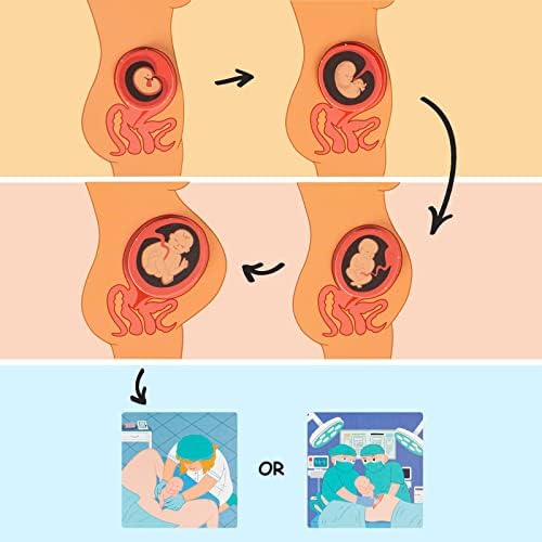 Freebear Montessori Busy Book for Kids, Human Body Anatomy Book for Toddlers, Preshool Kindergarten Learning Activities, Autism Sensory Toys, Gifts for Girls and Boys 4-7 Years- Human Body Procreation - Image 6