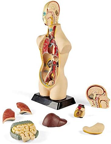 hand2mind 19 Inch Tabletop Human Torso Model, Anatomically Accurate Kit, 10 Removable Human Organs, Anatomy Model for Kids, Human Anatomy Torso Model, Science School Supplies, Trachea Model - Image 3