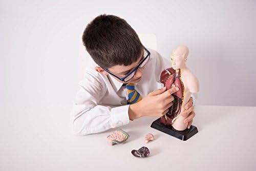 Edu Science 03093 Vinco Mini Torso, Multi-Color - Image 4