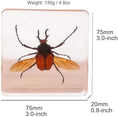 Taxidermy Dragonfly Cicada Beetle Specimens in Resin Preserved - Image 2