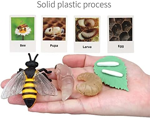 Montessori Bee Life Cycle with Flash Cards, Realistic Animal Figurines Toy, Animal Educational Matching Game for 3+ Year Old Kids (Bee) - Image 2