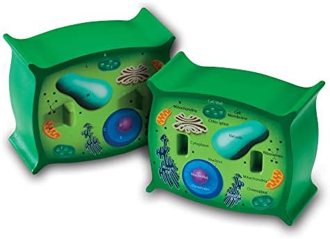 Learning Resources Cross-Section Plant Cell Model by LearningResources