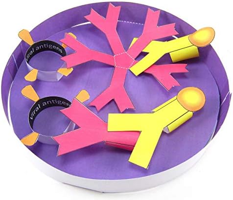 NewPath Learning Corona Antibody Test 3-D Paper Model Making Kit, Set/5 Full-Color, Paper Model Templates & Teacher Guide (24-7715) by NewPathLearning
