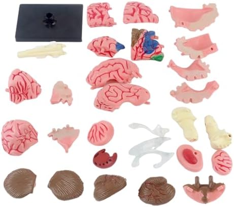 EducatioHuman Brain Model, Anatomy with Detachable Parts DIY - Educational Neuroscience Tool for Students, Kids & Medical Professionals, PVC Materialnal Science Kits by FINLALO