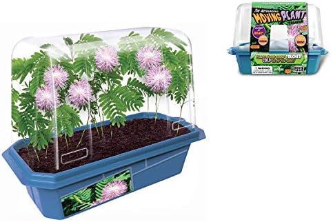 Terrarium Starter Kit - Astounding Moving Plant by ToysByNature
