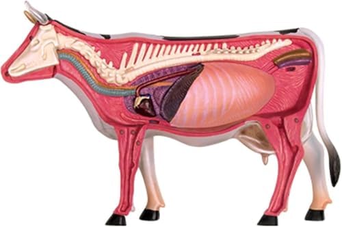 4D Cow Anatomy Model, Animal Skeleton Specimen, Detachable Biology, 29 Parts for Pet Clinic Veterinary TrainingSchool Teaching Demonstration - Image 4