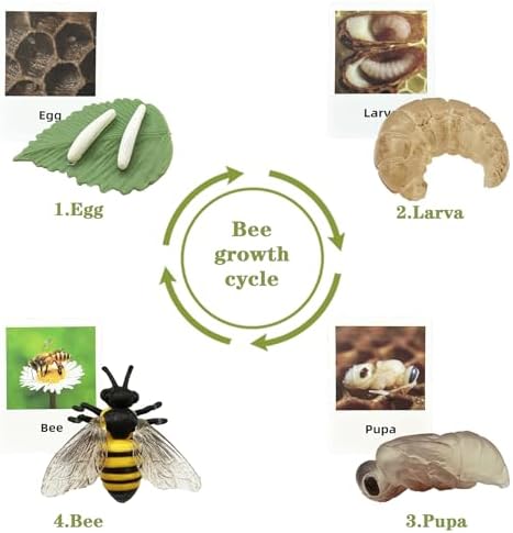 Mbrain 4pcs Bee Growth Cycle with Flash Cards,Life Cycle Learning & Education Toys,Montessori Toys,Gift for Girl & Boy for 3 4 5 6 7 Year Old (Bee) - Image 3