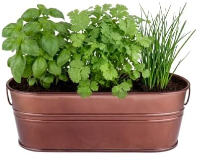 Buzzy Seeds Windowsill Herb Kit, Metal Planter, Basil Cilantro & Chives - Image 2