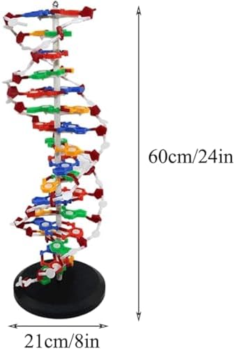 COYEUX Double Helix Molecular Model of DNA, DNA Double Helix Model, Made of Colored PVC, Mounted On a Rotating Support, Scientific Teaching Tool - Image 4