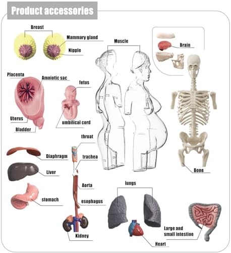 Human Body Model for Kids | Pregnancy Skeleton Model Toy | Anatomical Assembly Educational Toys for Children Classroom Students Learning Enthusiasts Preschool - Image 6