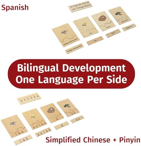 ancona Life Cycle- Sea Turtle, Spanish/Simplified Chinese with Pinyin Bilingual, Montessori Preschool Memory Matching Game Box Set with Animal Figurines & Matching Puzzle Cards, Early Education Toy - Image 3