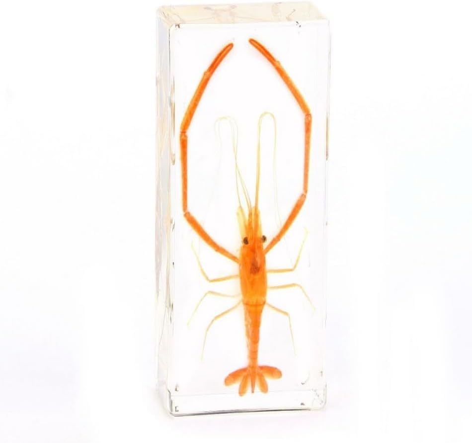 Extra Large 4-Pack Insect Specimens in Resin Crystals Preserved - Image 4