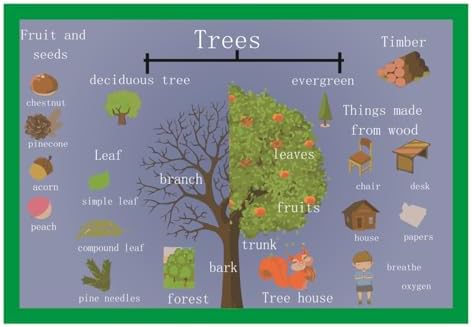 SANTSUN Trees Mind Mapping| Educational Posters for Toddlers and Kids | English Teaching Aid Tool| Handy Wall English Charts Reference for Students| Great for School Classroom Décor(17x24in) by SANTSUN