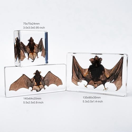 Taxidermy Bat and Octopus Specimen in Resin Crystals Preserved - Image 6