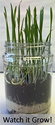 Terrarium Science Kit. (NEW & Improved-Includes Horticultural Charcoal) Build Your Own Miniature Garden. Great for Students Who Want to Learn About Botany, Eco-Systems and the Life Cycle of Plants. by Diamante+Scientific
