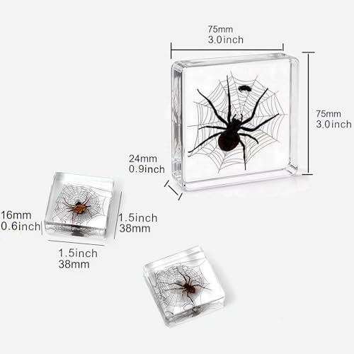 Real Taxidermy Spider Specimen in Resin Crystals Preserved 3-Pack - Image 2