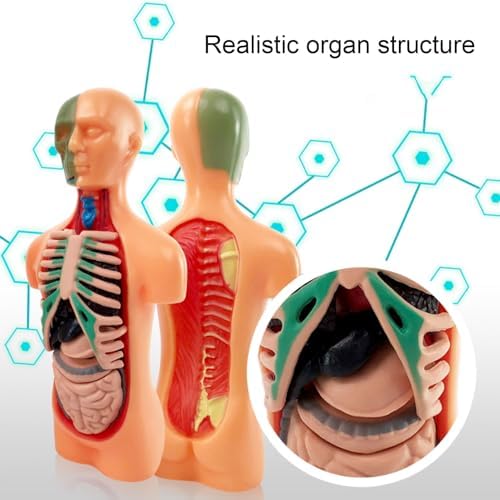Asixxsix Human Body Model, Plastic Anatomy Model Educational Human Torso Anatomy Model Realistic Human Body, 3D Model Study Tool for Medical Student or as Educational Kit for Kids - Image 2
