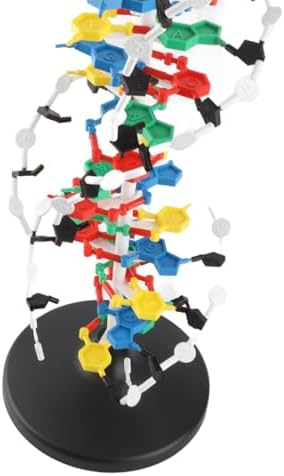 DNA Structure Model Plastic Double with 5 to 3 Chains Major and for Biology Teaching - Image 7
