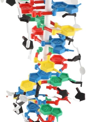 DNA Structure Model Plastic Double with 5 to 3 Chains Major and for Biology Teaching - Image 5