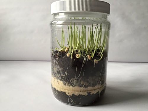 Terrarium Science Kit. (NEW & Improved-Includes Horticultural Charcoal) Build Your Own Miniature Garden. Great for Students Who Want to Learn About Botany, Eco-Systems and the Life Cycle of Plants. - Image 4