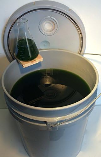 Algae Research Supply Algae Culture Isochrysis Galbana, Perfect for School Science Fairs/Projects, Experiments & Classrooms (20L) by Algae+Research+and+Supply