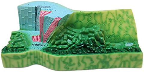 Model Teaching Model Leaf Cross Section Structure Model Biology Teaching Models Plant Anatomy Model Teens Science Classroom Study for Teaching by Unknown