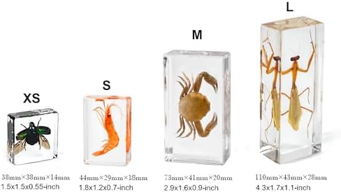4-Pcs Taxidermy Fish Conch Crab Specimen in Clear Resin Preserved - Image 2