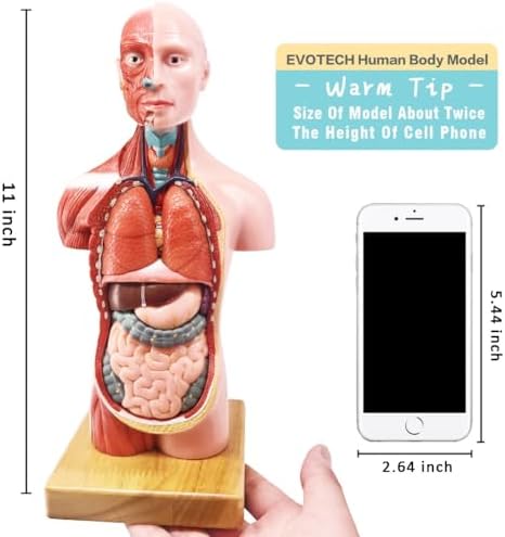 Human Body, Skeleton and Heart Models-Best Anatomy Model Bundle Set of 3 - Image 5