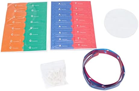 Modele DNA Kit DNA Model Kit do Educational Human Model for Kids Colorful Double Spiral Assemble Toy Ideal Birthdays Christmas Enhances Creativity Scientific - Image 7