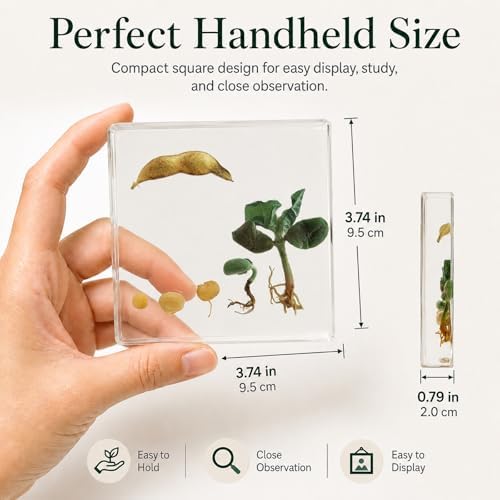 Bean Germination Resin Specimen,5 Stages of Bean Seed Growth Preserved in Clear Resin, Biology Teaching Aid,Homeschool Science,Unique Home Office Desk,Gift (3.74×3.74×0.79 in) - Image 2