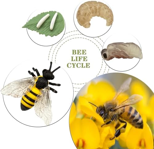 Mbrain 4pcs Bee Growth Cycle with Flash Cards,Life Cycle Learning & Education Toys,Montessori Toys,Gift for Girl & Boy for 3 4 5 6 7 Year Old (Bee) - Image 5